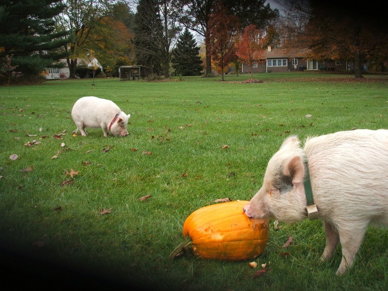 Canine Safety Training Pigs