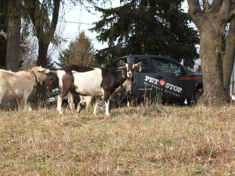 Canine Safety Training goats